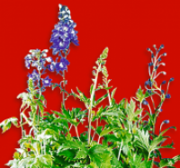 Penny  Delphinium