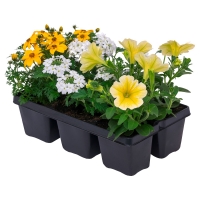 Aldi S&uuml;d  GARDENLINE Beet- und Balkonpflanzenset Ton in Ton, 6er-Tray