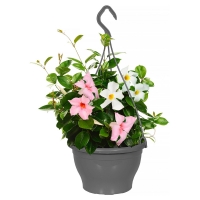 Aldi S&uuml;d  GARDENLINE Dipladenia-Ampel-Duo