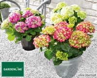Aldi S&uuml;d  GARDENLINE&reg;Gartenhortensie