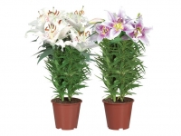 Lidl  Orientalische Lilie