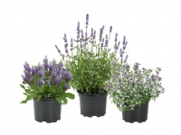 Lidl  Staude/Sommerblume