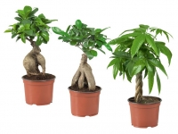 Lidl  Ficus Ginseng/Pachira