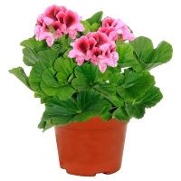 Aldi S&uuml;d  GARDENLINE Edelgeranie