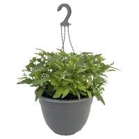 Aldi S&uuml;d  GARDENLINE Sommerjasmin-Ampel