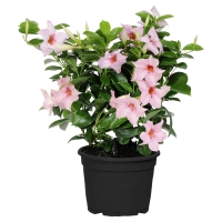 Aldi S&uuml;d  GARDENLINE Dipladenia