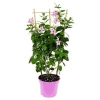 Aldi S&uuml;d  GARDENLINE Dipladenia-Spalier