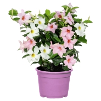 Aldi S&uuml;d  GARDENLINE Dipladenia-Busch-Duo