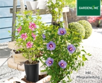 Aldi S&uuml;d  GARDENLINE&reg;Gartenhibiskus