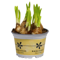 Aldi S&uuml;d  GARDENLINE Blumenzwiebeln
