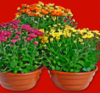 Penny  Chrysanthemen-Schale