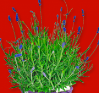 Penny  Bl&uuml;hender Lavendel