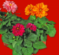 Penny  Dahlia-Mix