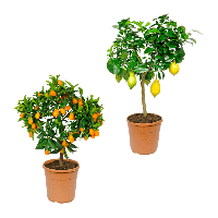 Aldi Nord Gardenline GARDENLINE Mediterranes St&auml;mmchen