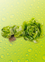 Norma  Kopf&shy;sa&shy;lat