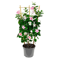 Aldi S&uuml;d  GARDENLINE Dipladenie Ampel Duo