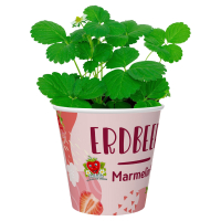 Aldi S&uuml;d  GARDENLINE Erdbeere Fridulin