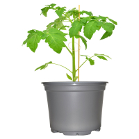 Aldi S&uuml;d  GARDENLINE Gem&uuml;sepflanzen