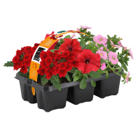 Aldi S&uuml;d  GARDENLINE Ton in Ton, 6er-Packung