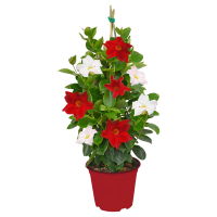 Aldi S&uuml;d  GARDENLINE Dipladenie Pyramide Duo T17
