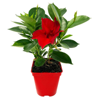 Aldi S&uuml;d  GARDENLINE Dipladenie Spalier rot