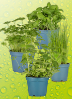 Norma  Kr&auml;u&shy;ter&shy;t&ouml;p&shy;fe