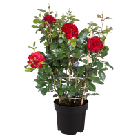 Aldi S&uuml;d  GARDENLINE Rose am Spalier Balbo