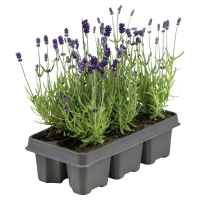 Aldi S&uuml;d  GARDENLINE Lavendel, 6er-Tray