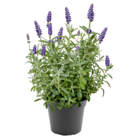 Aldi S&uuml;d  GARDENLINE Echter Lavendel T13