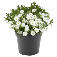 Aldi S&uuml;d  GARDENLINE Berg-Sandkraut
