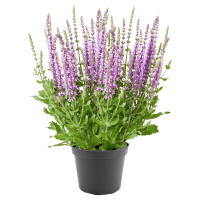 Aldi S&uuml;d  GARDENLINE Bl&uuml;ten-Salbei