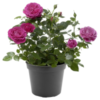Aldi S&uuml;d  GARDENLINE Rosen L.D.V.