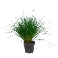 Aldi S&uuml;d  GARDENLINE Gr&auml;ser Hameln 6 l