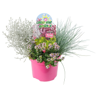 Aldi S&uuml;d  GARDENLINE Chrysantheme Sollinea Mix