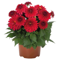 Aldi S&uuml;d  GARDENLINE Dahlie Temptation