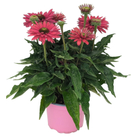 Aldi S&uuml;d  GARDENLINE Sonnenhut pink