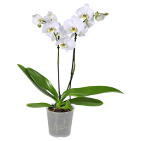 Aldi S&uuml;d  GARDENLINE Orchidee
