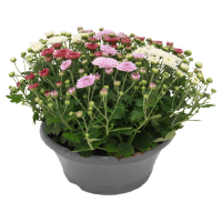 Aldi S&uuml;d  GARDENLINE Chrysanthemen Schale