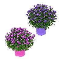 Aldi Nord Gardenline GARDENLINE Herbstastern