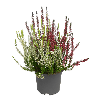 Aldi Nord Gardenline GARDENLINE Solit&auml;r-Callunen Twin / Trio