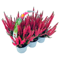 Aldi S&uuml;d  GARDENLINE Callune Beauty Ladies, 6er-Tray