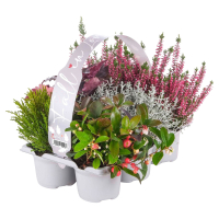 Aldi S&uuml;d  GARDENLINE Herbstpflanze 6er-Tray