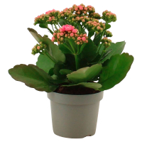Aldi S&uuml;d  GARDENLINE Kalanchoe