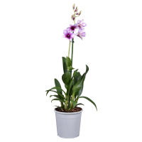 Aldi S&uuml;d  GARDENLINE Orchideen Mix