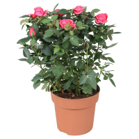 Aldi S&uuml;d  GARDENLINE Rosen rosa