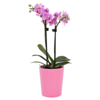 Aldi S&uuml;d  GARDENLINE Orchidee rosa