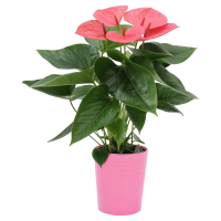 Aldi S&uuml;d  GARDENLINE Anthurie in Keramik