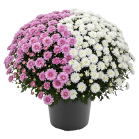 Aldi S&uuml;d  GARDENLINE Chrysanthemen Busch