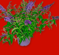 Penny  Angelonia