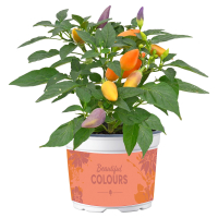 Aldi S&uuml;d  GARDENLINE Zierpaprika